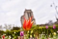 Flowers at Square Rene Viviani in Front of Notre Dame Cathedral in Paris, France Royalty Free Stock Photo