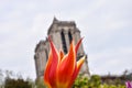 Flowers at Square Rene Viviani in Front of Notre Dame Cathedral in Paris, France Royalty Free Stock Photo