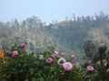 Flowers in Sri Lanka