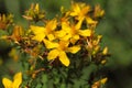 Flowers of St Johns-wort Royalty Free Stock Photo