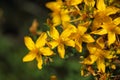 Flowers of St Johns-wort Royalty Free Stock Photo