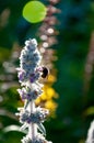 flowers of Stachys byzantina with bee Royalty Free Stock Photo