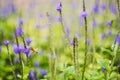 Flowers, Stachytarpheta jamaicensis, honey bee, nature, beautiful Royalty Free Stock Photo