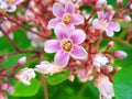 Flowers from star fruit, beautiful flowers that bloom perfectly in purple and a combination of white.