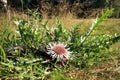 Flowers of Stemless Carline Thistle