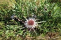 Flowers of Stemless Carline Thistle