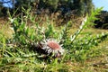 Flowers of Stemless Carline Thistle