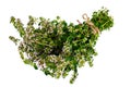 Flowers and Stems of Thyme Royalty Free Stock Photo