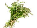 Flowers and Stems of Thyme Royalty Free Stock Photo