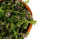 Flowers and Stems of Thyme Royalty Free Stock Photo