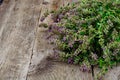 Flowers and Stems of Thyme Royalty Free Stock Photo