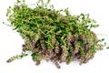 Flowers and Stems of Thyme Royalty Free Stock Photo