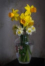 Flowers. Still life of daffodils. Royalty Free Stock Photo