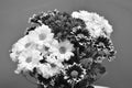 Flowers stokrotki biale czarne monochrome monochromatic kwiaty Royalty Free Stock Photo