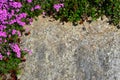 Flowers stone background