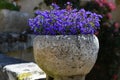 Flowers in a stoned pot