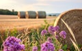 Flowers and straw bales on the field after harvest Royalty Free Stock Photo