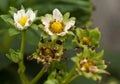 Thrips damage to strawberry flowers