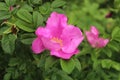 Flowers on the street of Suvorov in the city of Korolev.