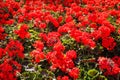 Flowers on the streets of Valletta, Malta Barrakka Gardens