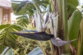 Large blue and white flowers of giant rare plant of Strelizia Nicolai.