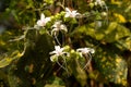 The flowers are strongly protandrous also known as bhat or hill glory bower Royalty Free Stock Photo