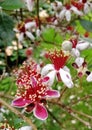 Flowers of subtropical feijoa plant Royalty Free Stock Photo