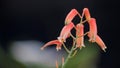 Flowers from the succulent plant Aloin