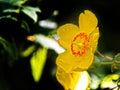 Flowers and summer day. Macro photography, yellow buttercup pistils on green background in nature, spring flower background Royalty Free Stock Photo