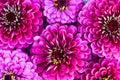 Flowers zinnias Royalty Free Stock Photo