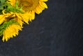 Flowers of a sunflower on a black texture