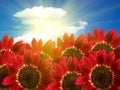 Flowers sunflowers decorative Royalty Free Stock Photo