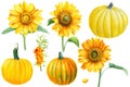 Flowers sunflowers and pumpkins, sea buckthorn berries, white background, autumn set, watercolor illustrations Royalty Free Stock Photo