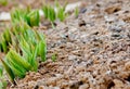 Flowers in sunny garden and tulips plant. Flower bed in beautiful spring day. Bush of tulips Royalty Free Stock Photo