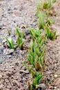 Flowers in sunny garden and tulips plant. Flower bed in beautiful spring day. Bush of tulips Royalty Free Stock Photo