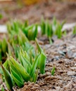 Flowers in sunny garden and tulips plant. Flower bed in beautiful spring day. Bush of tulips Royalty Free Stock Photo