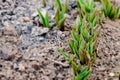 Flowers in sunny garden and tulips plant. Flower bed in beautiful spring day. Bush of tulips Royalty Free Stock Photo