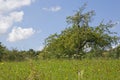 Appletree on meadow with flowers