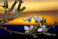 Flowers in sunset on a day in springtime Royalty Free Stock Photo
