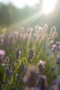 Flowers at sunset rays in the lavender fields in the mountains. Beautiful image of lavender over summer sunset landscape Royalty Free Stock Photo