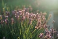Flowers at sunset rays in the lavender fields in the mountains. Beautiful image of lavender over summer sunset landscape Royalty Free Stock Photo