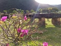 Flowers, sunshine, green, Mountain and stones