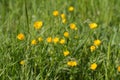 Flowers of sustainable buttercup and grass for organic meadow, outdoors Royalty Free Stock Photo