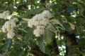 Flowers on a Swedish whitebeam tree. Royalty Free Stock Photo