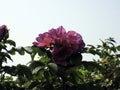 Flowers of sweet briar in clusters against the sky Royalty Free Stock Photo