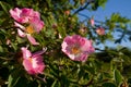 Flowers of Sweet briar Royalty Free Stock Photo