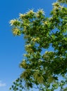 Flowers of sweet chestnut tree Castanea sativa. Blossoms of Sweet Chestnut Spanish or just chestnut on blue sky background Royalty Free Stock Photo