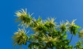 Flowers of sweet chestnut tree Castanea sativa. Close-up blossoms of Sweet Chestnut Spanish or just chestnut on blue sky Royalty Free Stock Photo