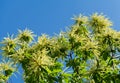 Flowers of sweet chestnut tree Castanea sativa. Close-up blossoms of Sweet Chestnut Spanish or just chestnut on blue sky Royalty Free Stock Photo
