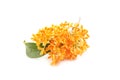 Flowers of sweet osmanthus Royalty Free Stock Photo